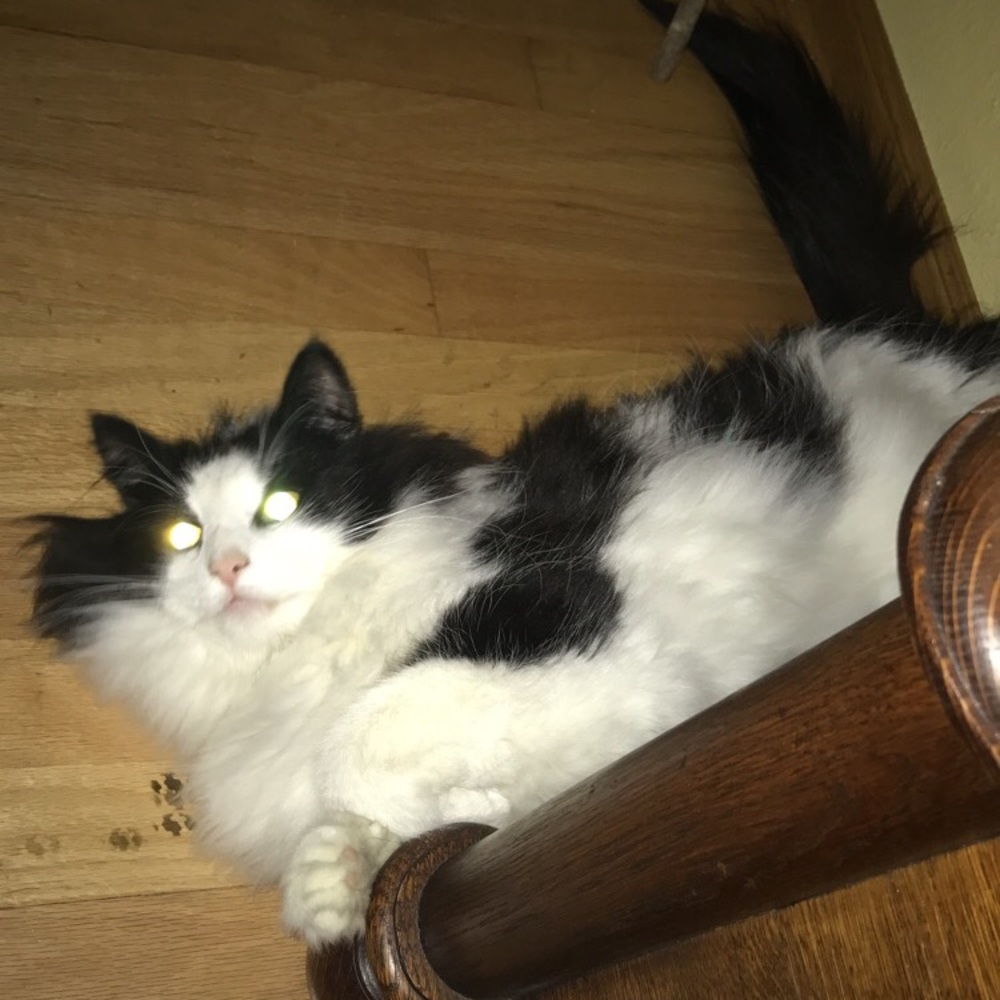 Meet your Posher, Kylie